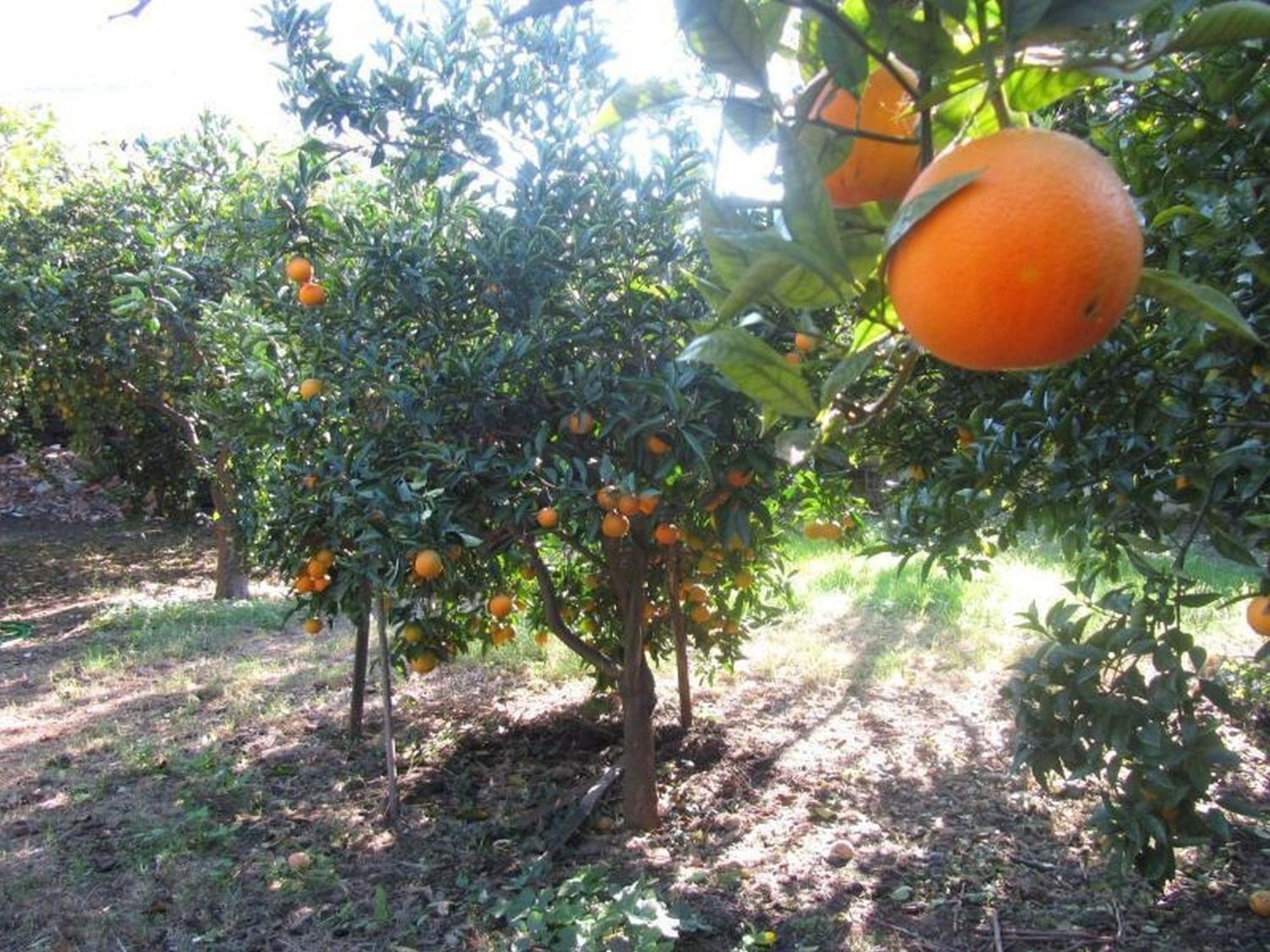 Come In Sicily La Pietra Monaca Daire Acireale Dış mekan fotoğraf